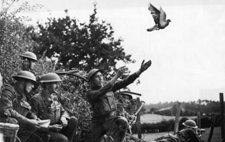 pigeon-mail
