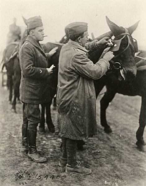horse show winner mar 1919 ww1mus