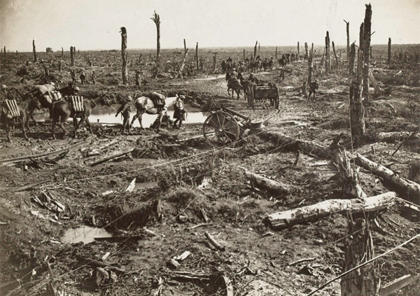 BRIT horse in no mans land 1916