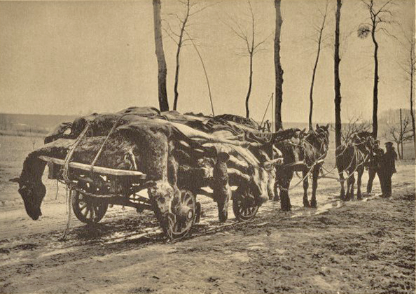 German dead horses on cart in France ww1mus