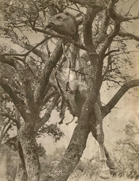 US dead horse in tree wwimus