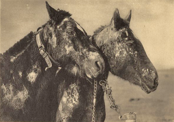 US effects of hyperite gas on horses wwimus