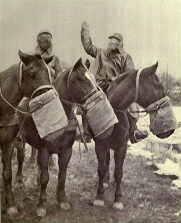 US horse gas mask no bridles
