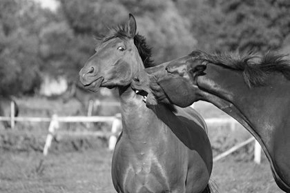 horse bite