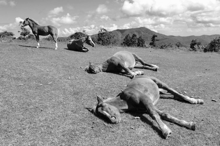 horses sleeping in herd