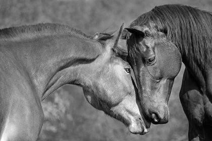 two horses meeting