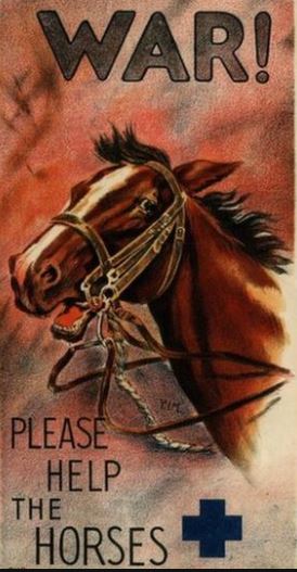 Blue Cross terrified horse