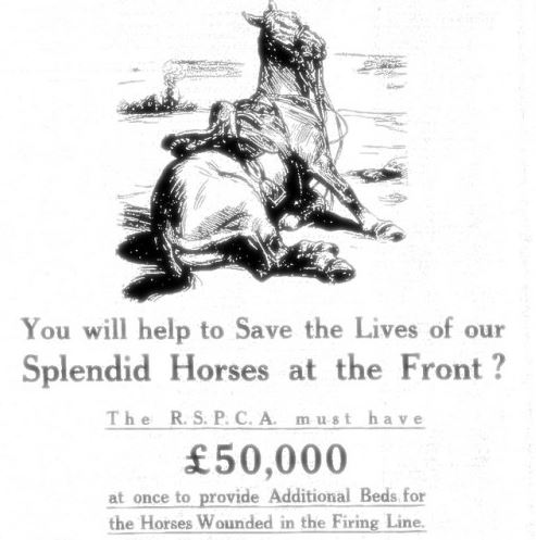 RSPCA poster