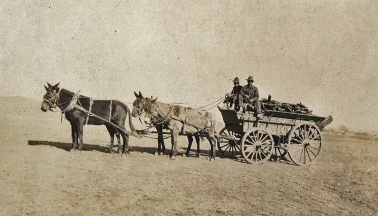 Detail hauling wood wwimus