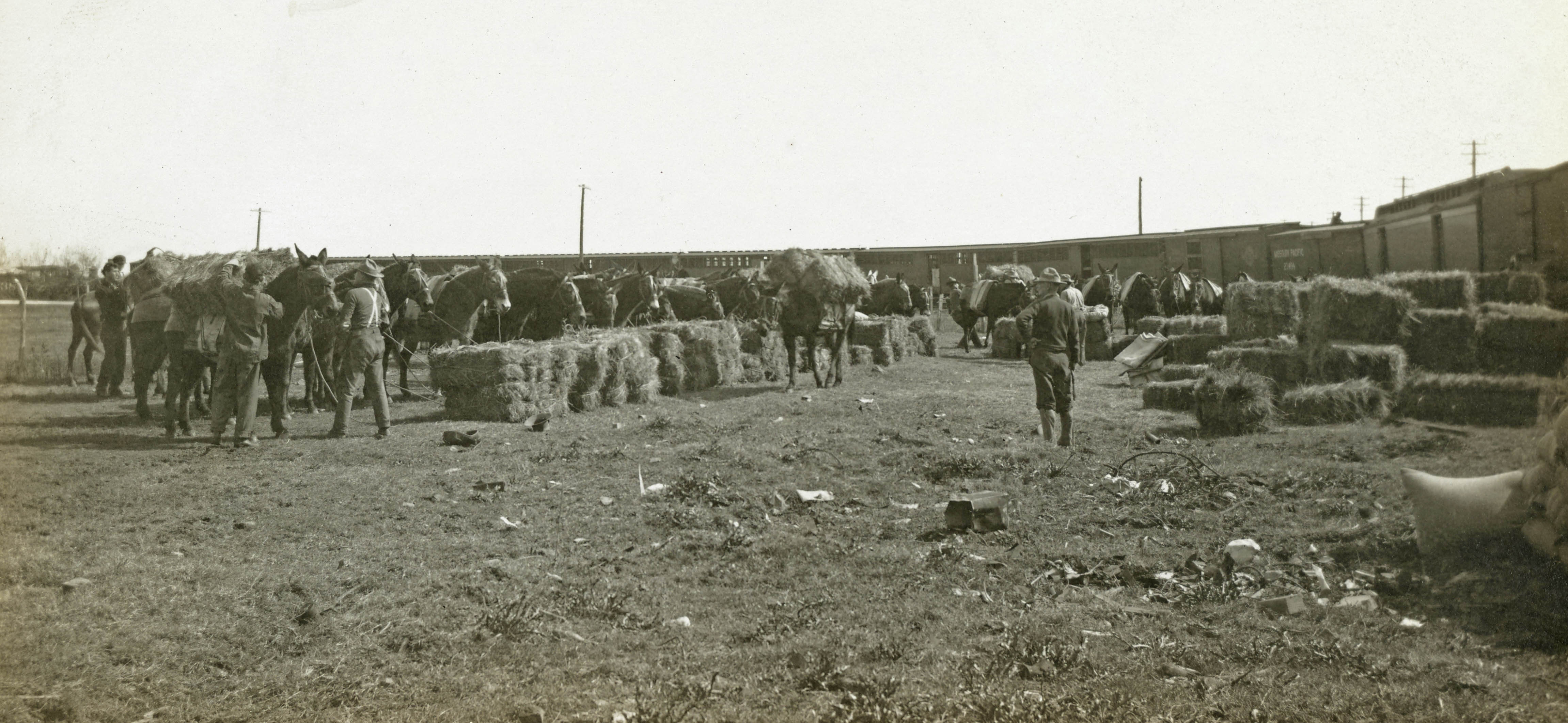 feeding mules at Ft Crockett TX