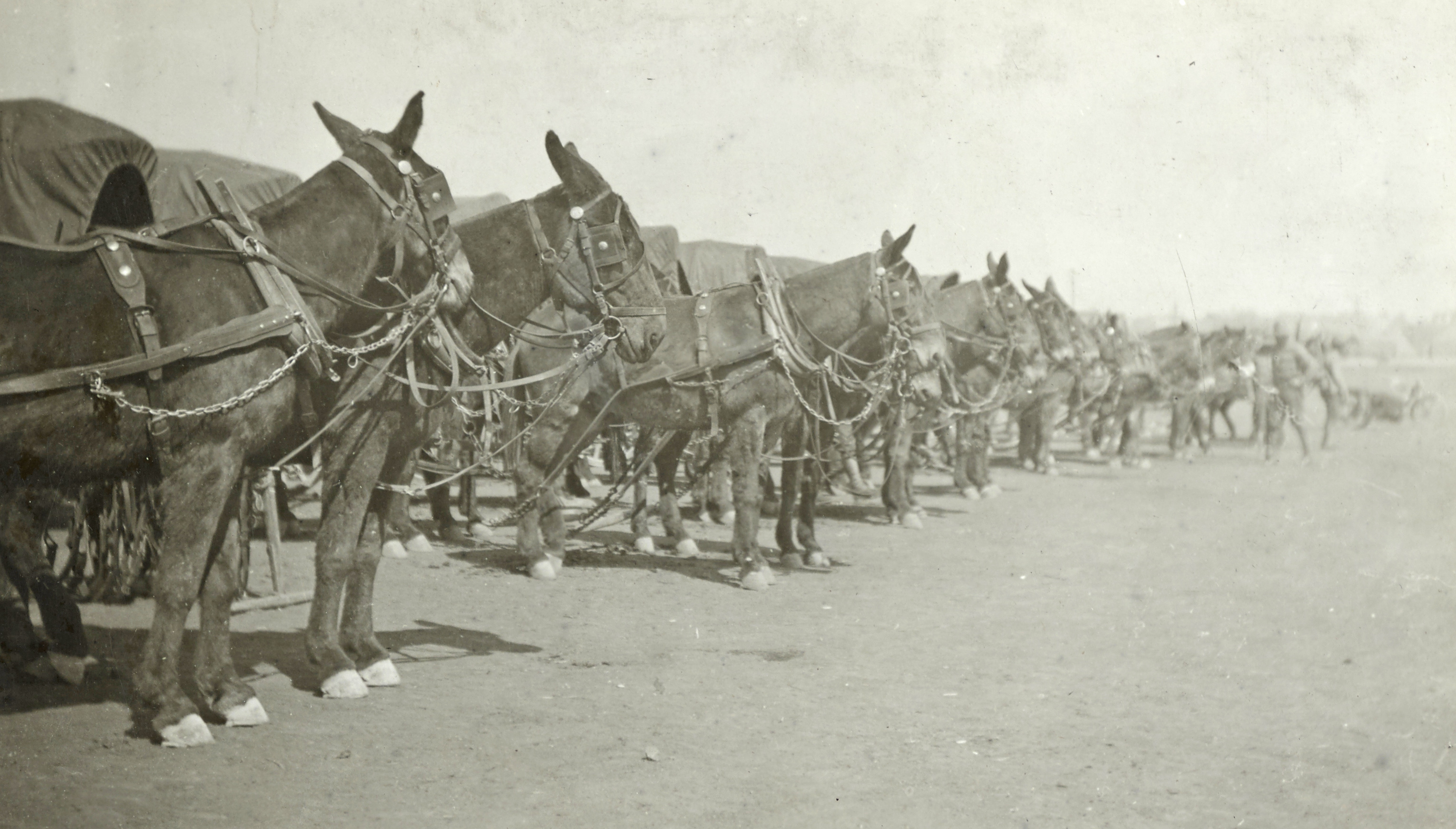inspection of mules and wagons Camp Devens MA
