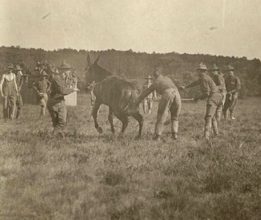 mule at Camp Clark Nevada 1916