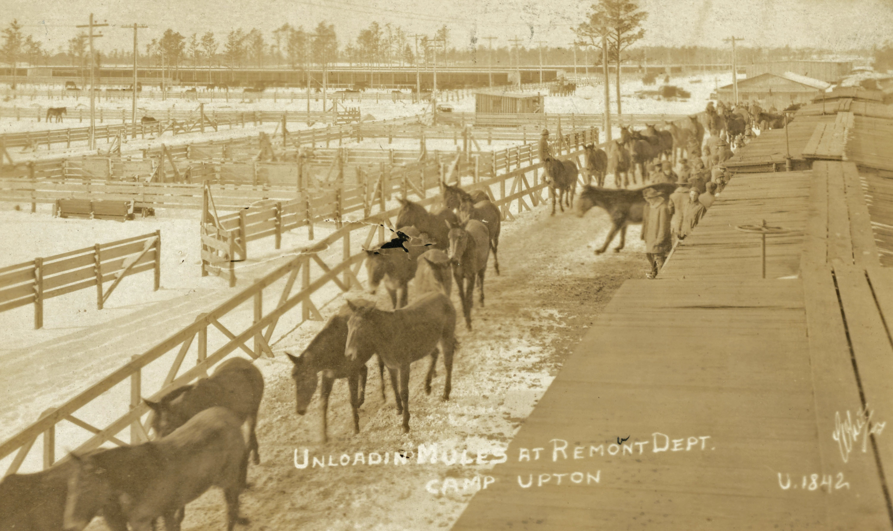 unloading mules at Camp Upton Long Island