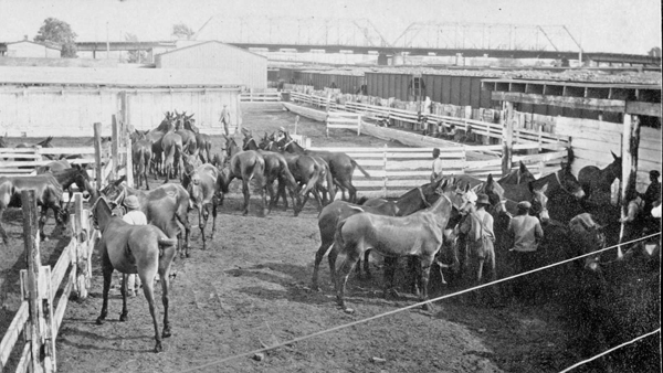 NN mules ready for shipment