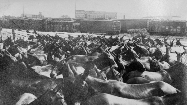 NN unloading mules into pens from train