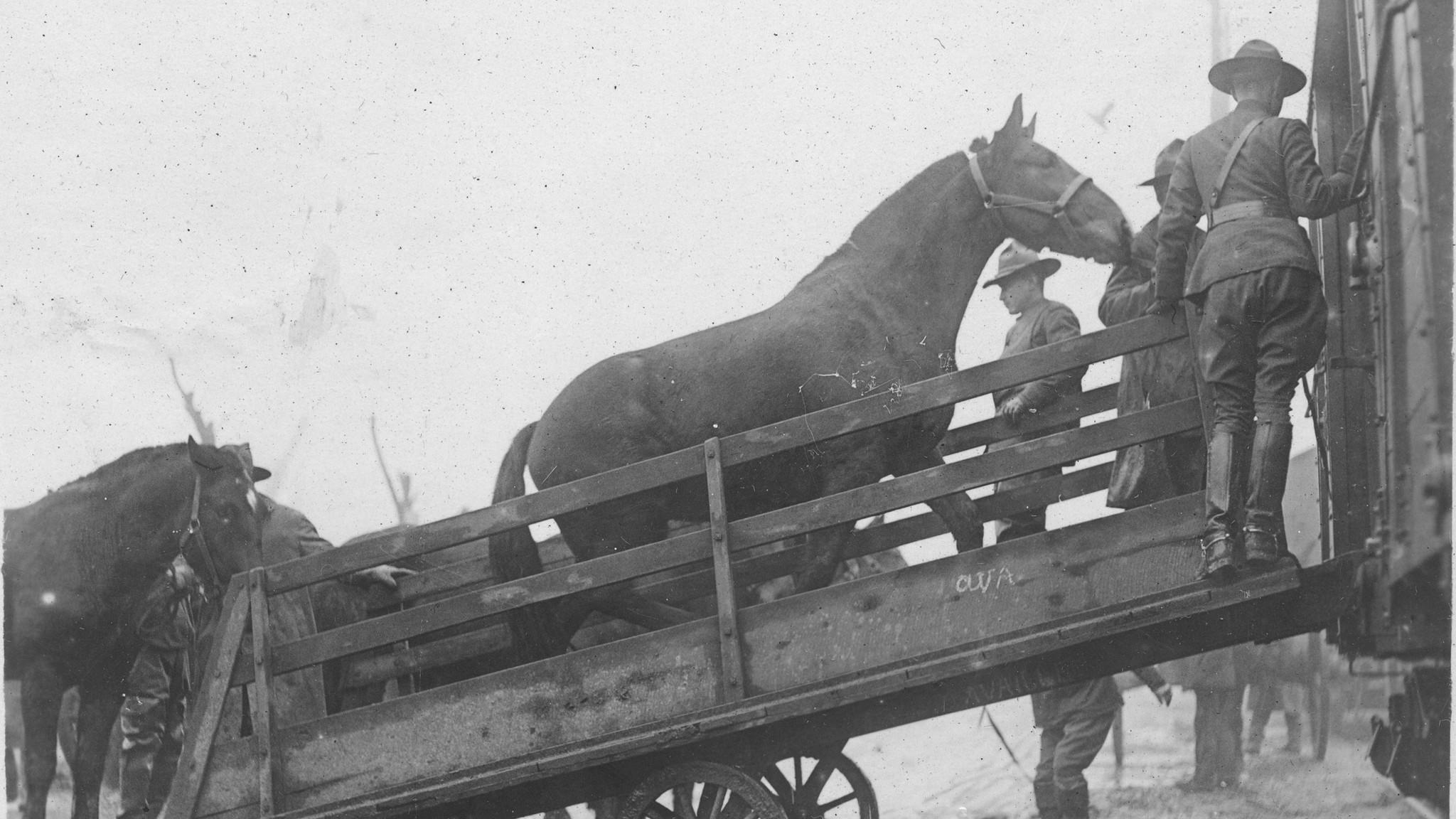US horses load into cars qmmus