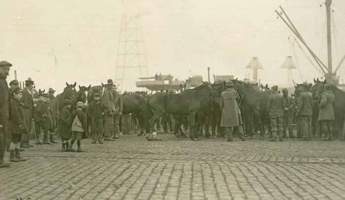 US horses on dock at Bordeaux qmmus
