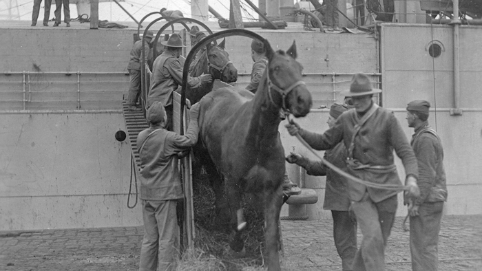 US horses unloading from ship at St. Nazaire qmmus