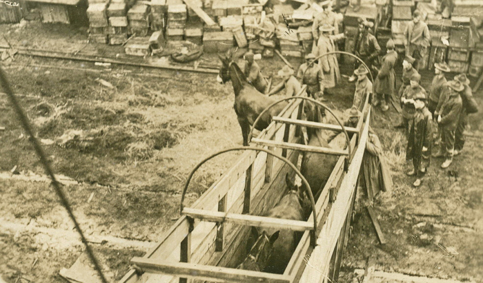 US mules leaving ship in France qmmus
