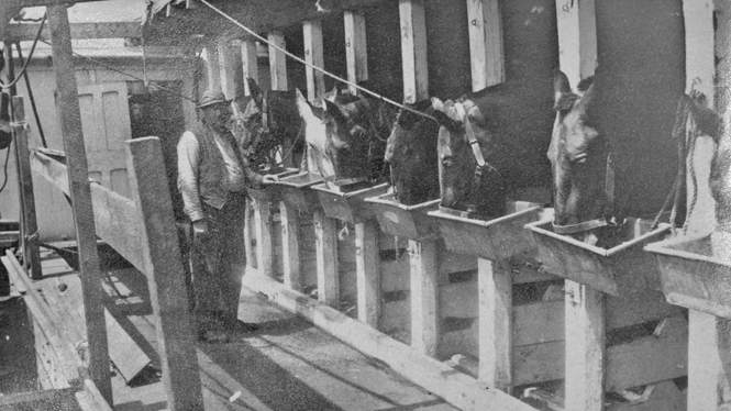 horses eating on ship