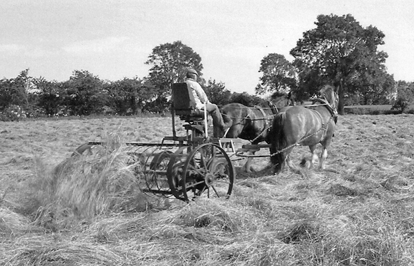 teddering hay