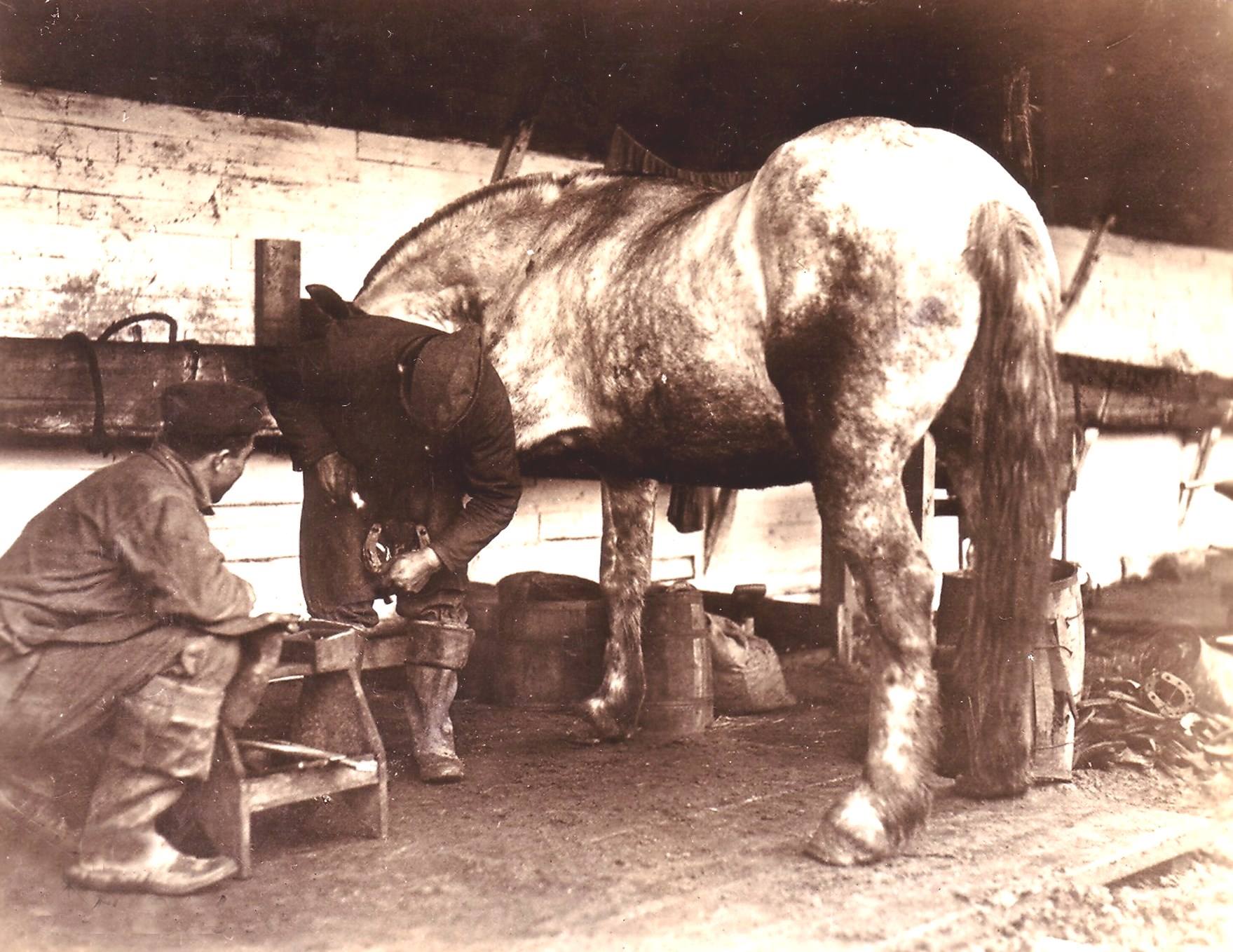 Shoeing a draft horse St. Nazaire December 4 1918