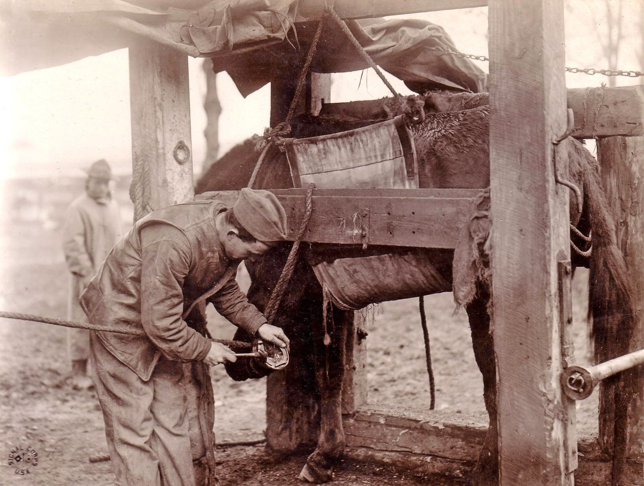 preparing to shoe a reluctant mule before discharge