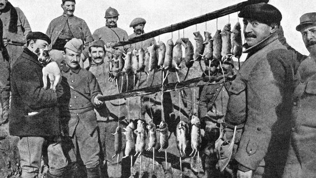 terrier and his rats french trench 1916