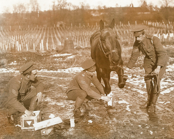 Brit vet tx horse 1916