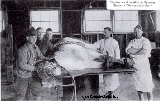 GK Operating room at Veterinary Hospital No 9 France