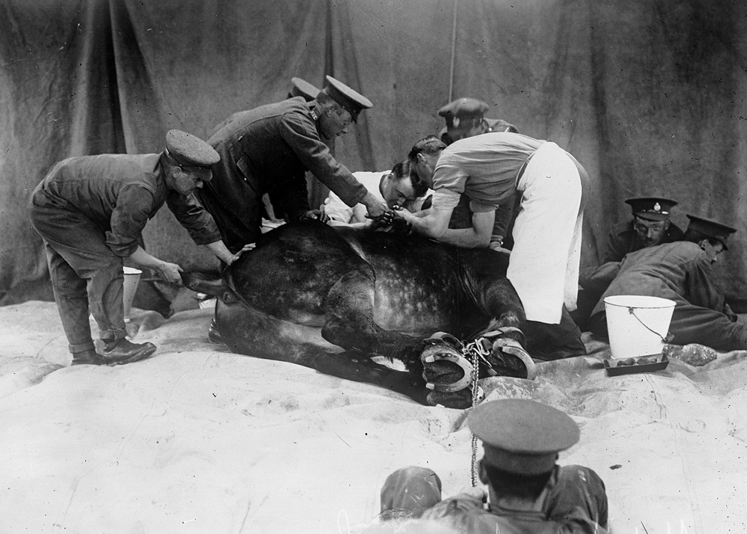 horse being operated on bn de france 1916