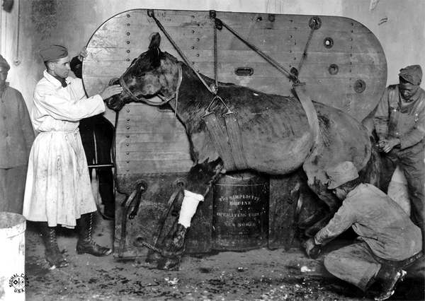 horse on tilting operating table Le Valdahon Doubs France