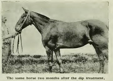 mange victim after galtrey p 92