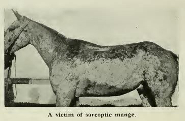 mange victim before galtrey p 92