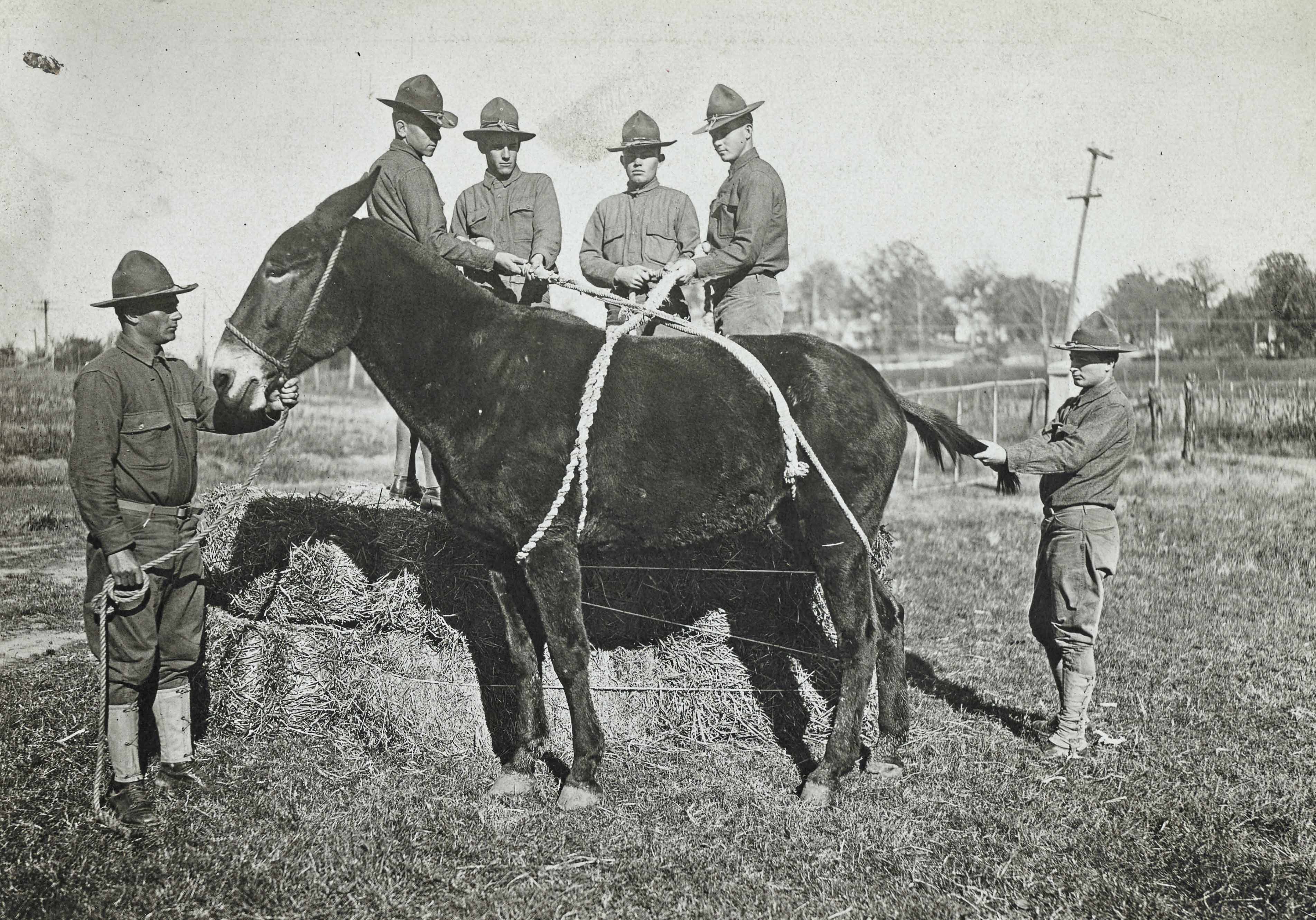 preparing mule for emergency table