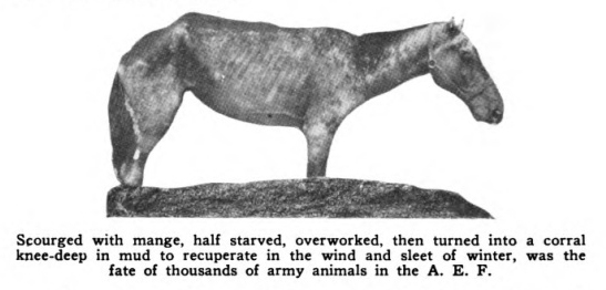starving american horse in mud