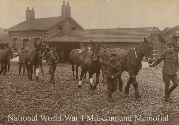 veterinary hospital near St. Omer France. April 16 1918 wwimus