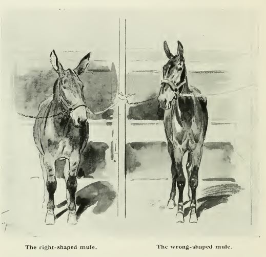 right and wrong shaped mule Galtrey page 44