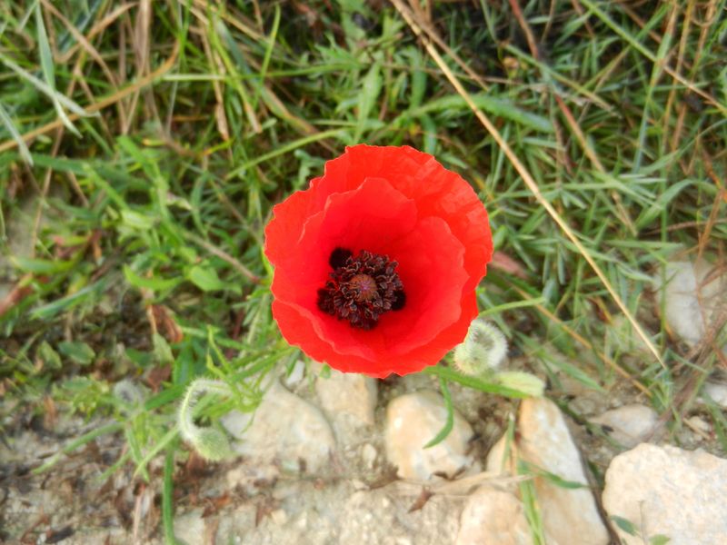 10 17 french red poppy near verdun result