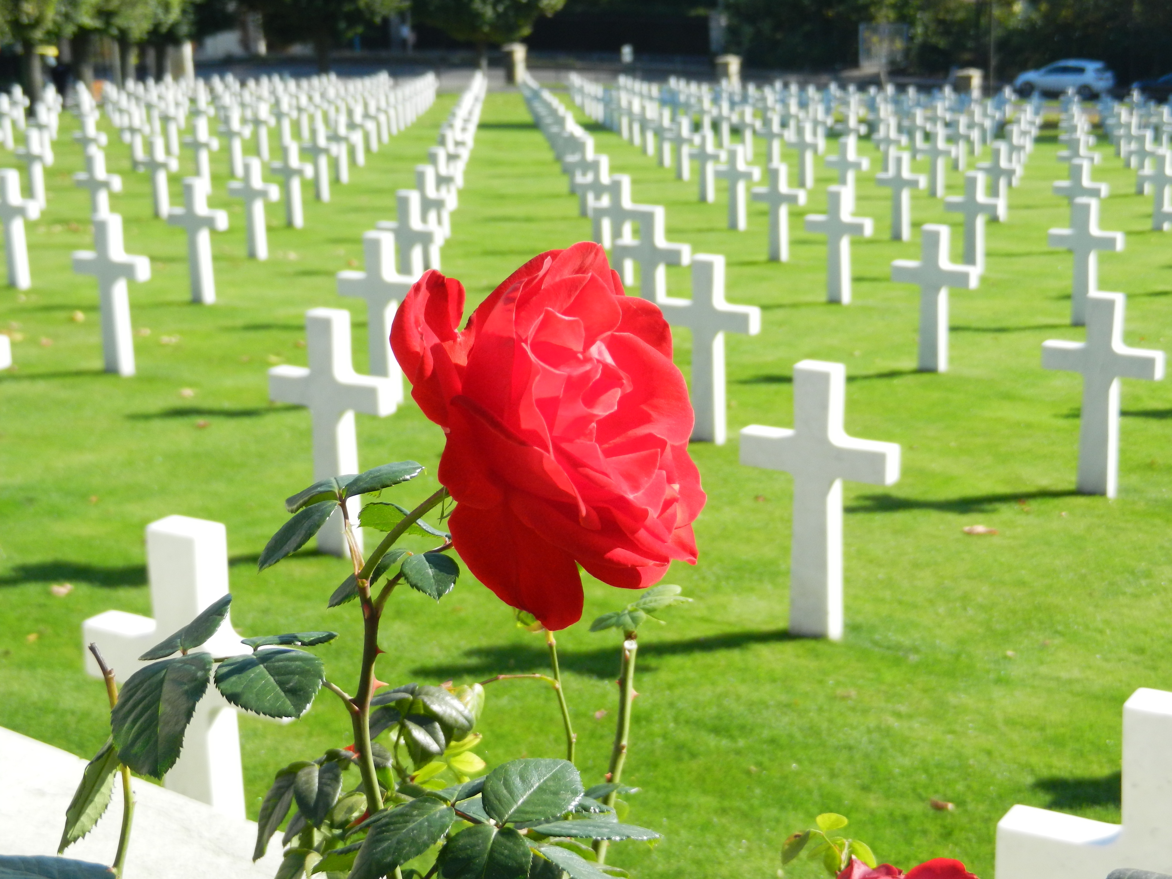 10 8 suresnes cemetary rose
