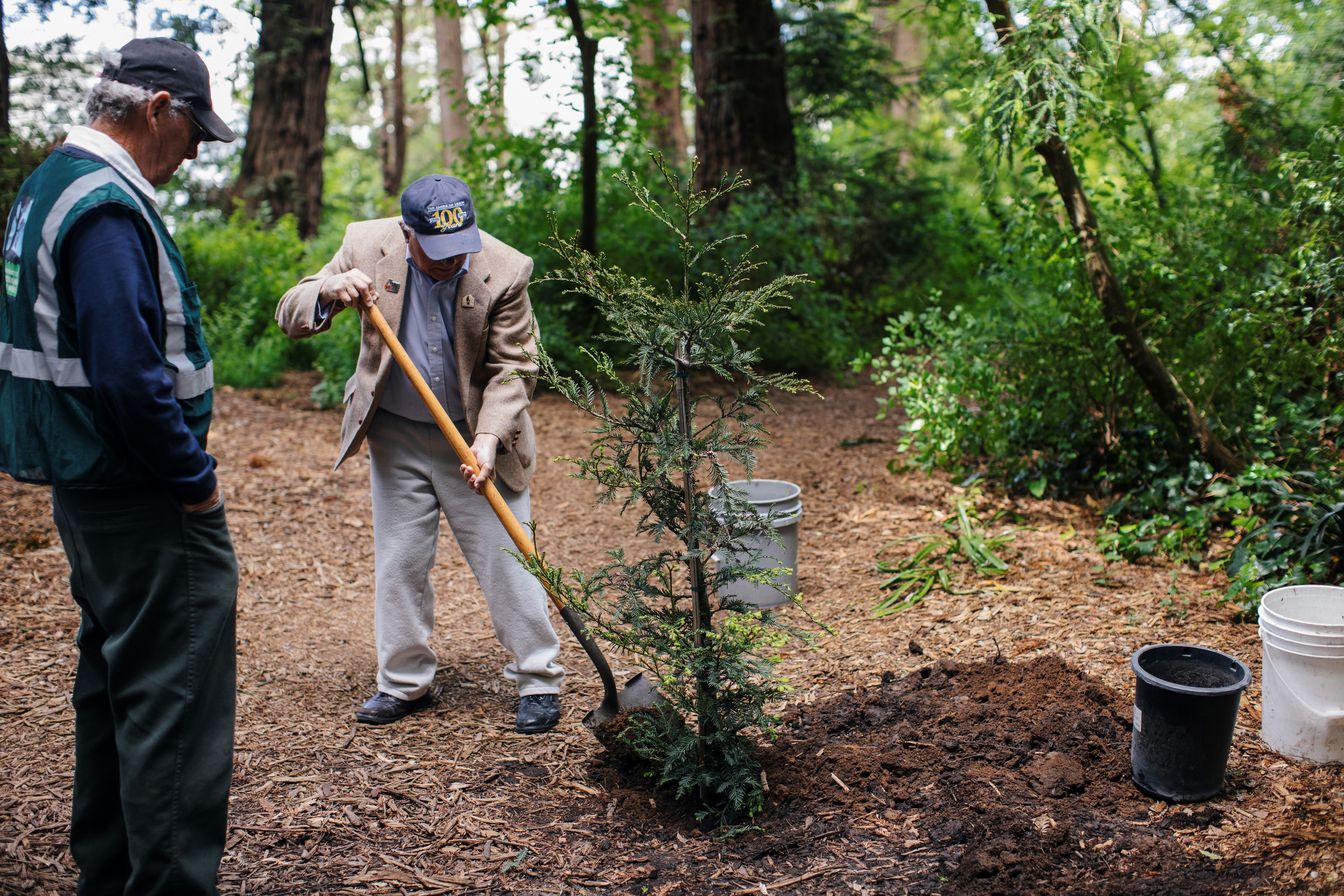 more soil redwood result