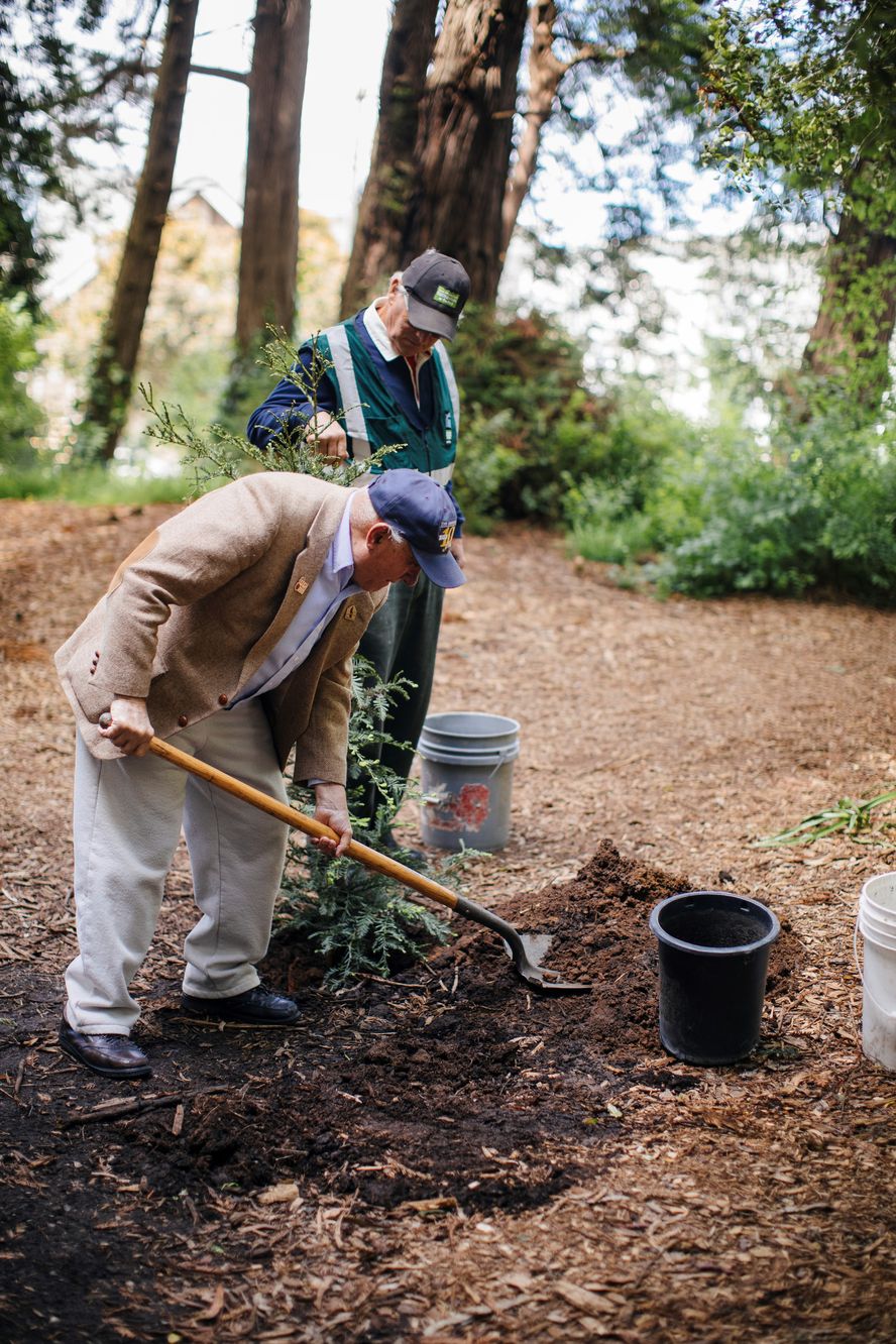 planting redwood result