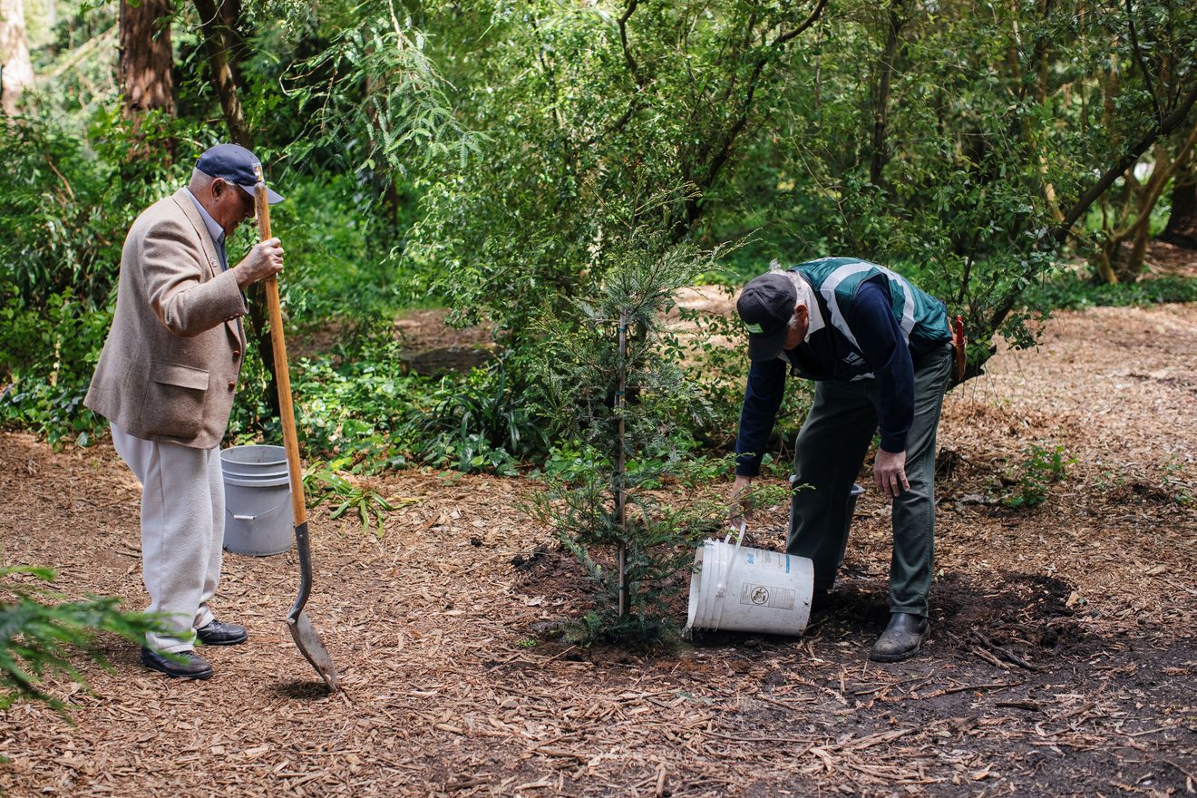 water redwood 1 result