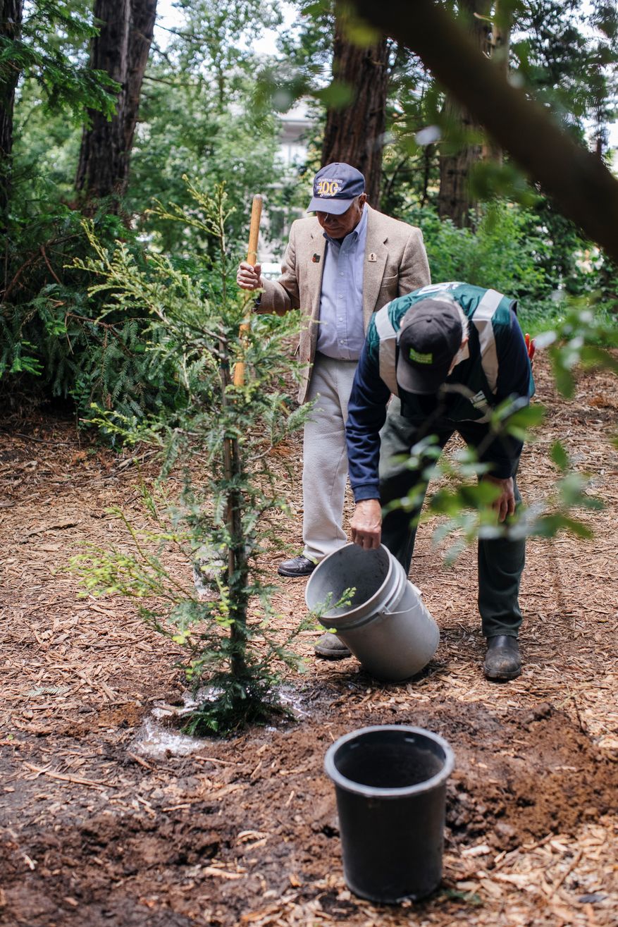 water redwood 2 result