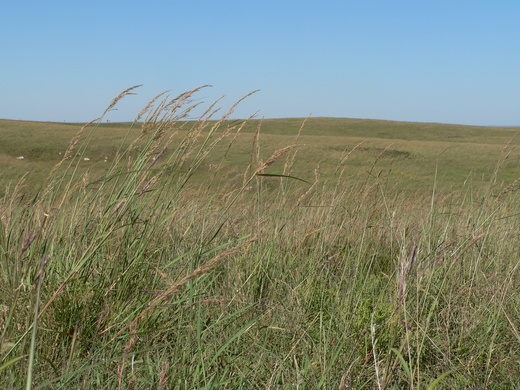 Cather Prairie big bluestem