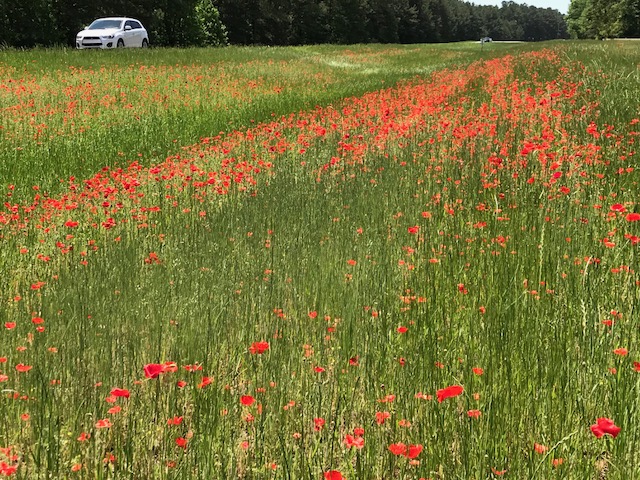 Planted poppies with red blooms