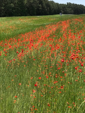 red blooming poppies