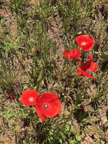 red blooming poppies