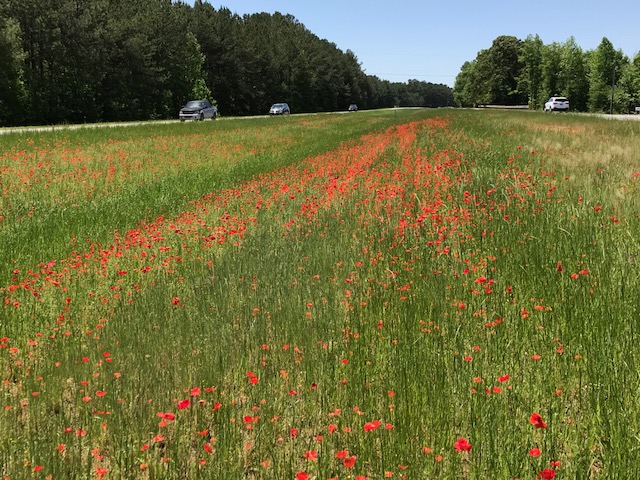 red blooming poppies