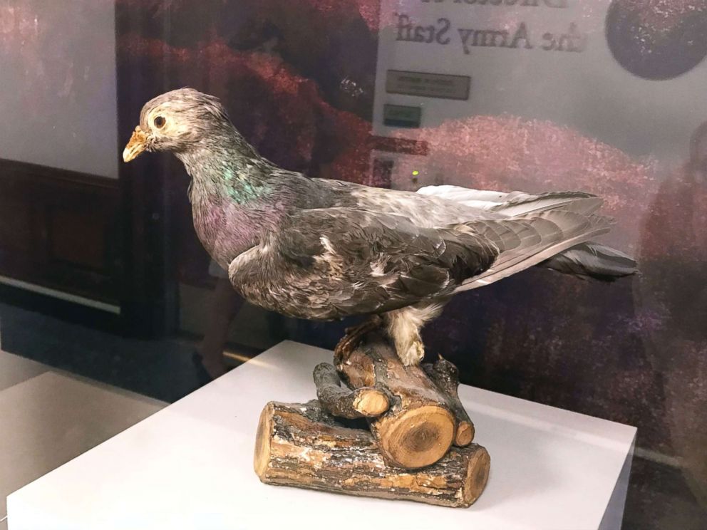 military carrier pigeon abc mt 181004 hpMain 4x3 992